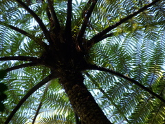 Cyathea cunninghamii