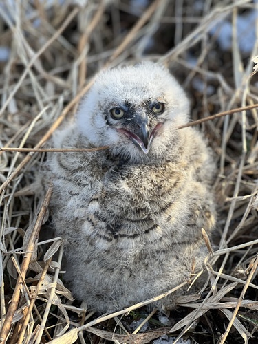 Great Horned Owl photographed in New York