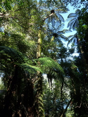 Cyathea cunninghamii