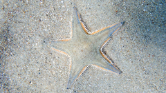 Astropecten jonstoni