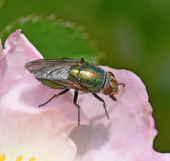 Rhyncomya cyanescens
