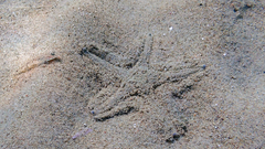 Astropecten jonstoni