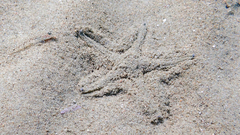 Astropecten jonstoni