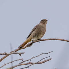 Phoenicurus ochruros