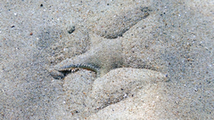 Astropecten jonstoni