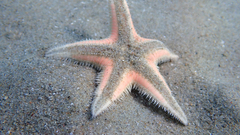 Astropecten jonstoni