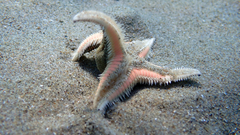 Astropecten jonstoni