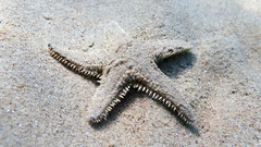 Astropecten jonstoni