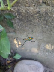 Leucauge