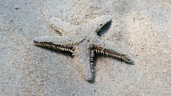Astropecten jonstoni