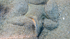 Astropecten jonstoni