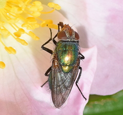 Rhyncomya cyanescens