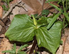 Trillium flexipes