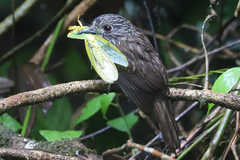 Malacoptila fulvogularis