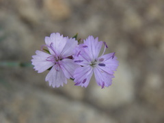 Dianthus gracilis
