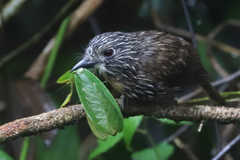 Malacoptila fulvogularis