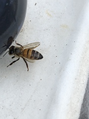 Apis mellifera