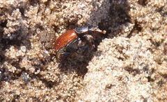 Aphodius fimetarius