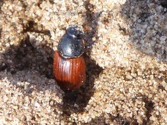Aphodius fimetarius