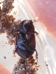 Aphodius fimetarius