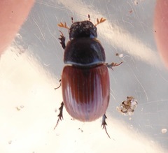 Aphodius fimetarius