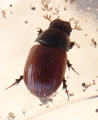 Aphodius fimetarius