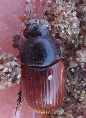 Aphodius fimetarius