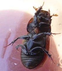 Aphodius fimetarius