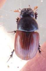 Aphodius fimetarius
