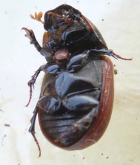 Aphodius fimetarius