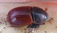 Aphodius fimetarius