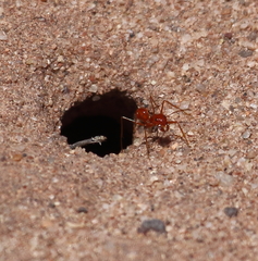 Dorymyrmex planidens