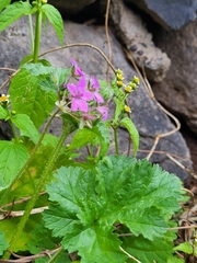 Erodium malacoides image