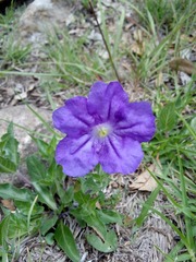 Ruellia lactea