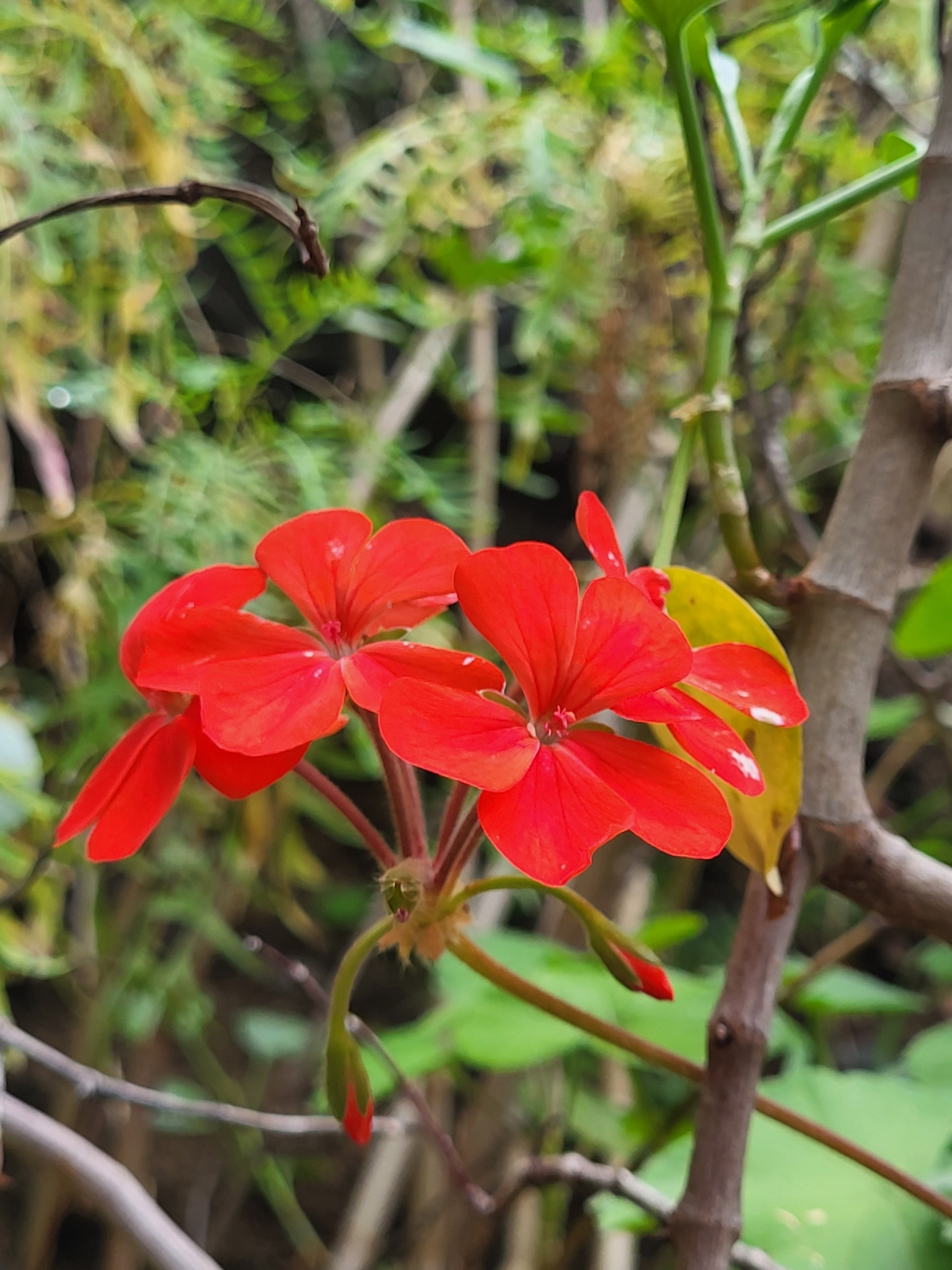 Pelargonium hybridum