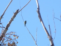 Melopsittacus undulatus domesticus