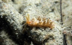 Spurilla neapolitana
