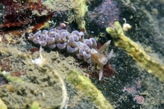 Spurilla neapolitana