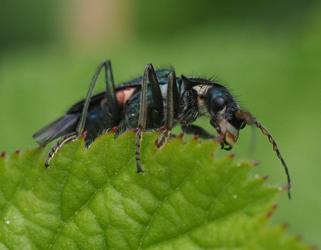 Clanoptilus geniculatus