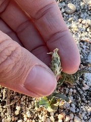 Malacothrix coulteri