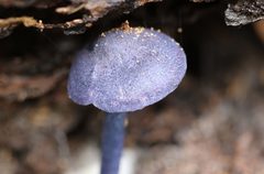 Entoloma panniculus