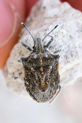 Prionosoma podopioides