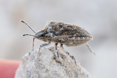 Prionosoma podopioides