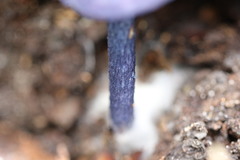 Entoloma panniculus