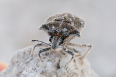 Prionosoma podopioides