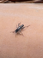 Neoclytus conjunctus