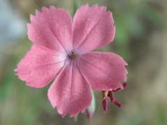 Dianthus biflorus
