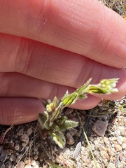 Plagiobothrys arizonicus