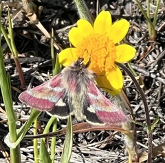 Schinia pulchripennis