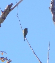 Melopsittacus undulatus domesticus